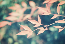 祭祀祖先的礼仪流程